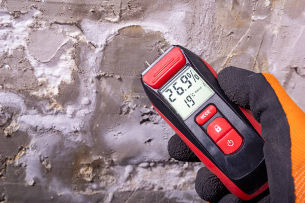 Best Emergency Mold Remediation in Palos Verdes Estates, CA