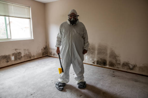 Best Attic Mold Remediation in Palos Verdes Estates, CA