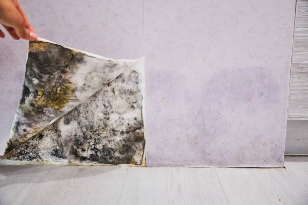 Reliable Palos Verdes Estates, CA Mold Remediation Solutions